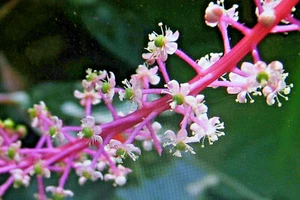 10 Samen venezolanische kermesbeere,Phytolacca rivinoides #954 - Bild 1 von 1