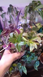 Mixed Tradescantia Cutting Pack 6 Varieties × 3 - Picture 1 of 8