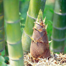 50+Giant Moso Bamboo Seeds Perennial evergreen Grows Edible Bamboo shoots USA