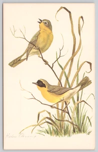 Postkarte Gelbe Kehlen Kunst von Helen Fleming Geothlypis trichas Vögel - Bild 1 von 2