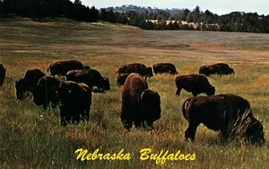 Nebraska Buffalos Postcard Nebraska - Picture 1 of 2
