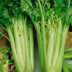 Celery seed Tall Utah packet (APIUM GRAVEOLENS) FREE SHIPPING 200 seeds