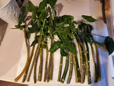 Chaya Tagli di Corona Biologica 14" Sacchetto per Piantine Piantato-Kikilchay, 3  - Immagine 1 di 4