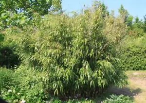 Fargesia robusta Wolong - Bambus - heckenpflanze - Blickdicht keine Rhizomsperre - Bild 1 von 1