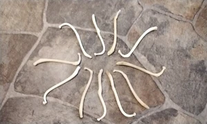 Coon Dick for 1 Broken And Healed Raccoon Baculum From USA - Picture 1 of 2