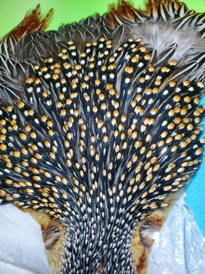 Capa Jungle Cock SUPER AAA 926 EE. UU. Solo  Foto 1 de 4