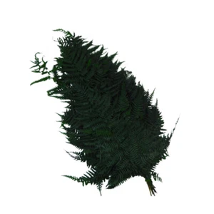 Felcine Stabilizzate Pz 10 Naturale Verde Composizione Floreale Decorazione - Imagen 1 de 1
