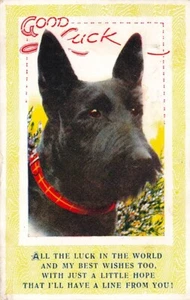 1943 SCOTTISH TERRIER Good Luck Taylor Bamforth Dog Postcard - Picture 1 of 1