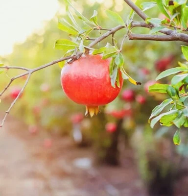 1 GALLON VERY SWEET WONDERFUL POMEGRANATE TREE BEST GIFT LIVE PLANT GUARANTEED - Image 1 of 3