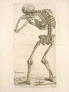 13013.Póster decorativo.Diseño pared habitación.Arte interior vintage.Anatomía médica.Huesos - Imagen 1 de 1