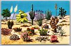 Cacti Desert Flora Great SW Ironwood Palo Verde Saguaro Organ Pipe Postcard UNP
