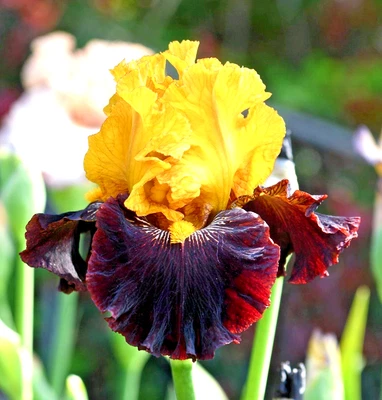3 Bearded Iris Rhizomes " Rise Like A Phoenix "   Tall Live Plant Bulbs - Image 1 of 4
