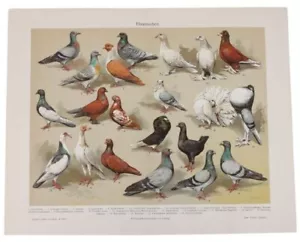 Antique Print-Pigeon breeds haustauben Meyers - Picture 1 of 8