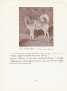 FINNISH SPITZ OLD VINTAGE 1934 NAMED DOG PRINT PAGE  - Picture 1 of 1