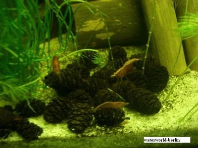 40 pigne di ontano + 3 tubi di bambù + 5 foglie di quercia nuove - Immagine 1 di 3