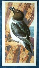 RAZORBILL    Vintage Illustrated Card  OC24
