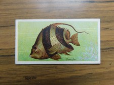 Coral Fish Pacific/Indian Ocean  Fishes of the World 1903 John Player