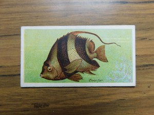 Coral Fish Pacific/Indian Ocean  Fishes of the World 1903 John Player