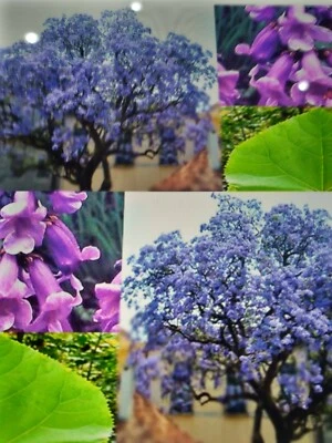 Paulownia tomentosa Empress Tree / Foxglove Tree 50 viable seeds - Image 1 of 3