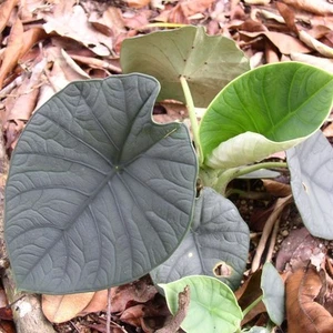 Alocasia (Alocasia chaii) - germinated seed - Bild 1 von 3