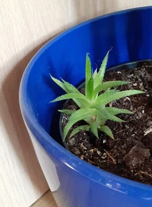 bewurzelter Ableger Aloe aristata - Bild 1 von 1
