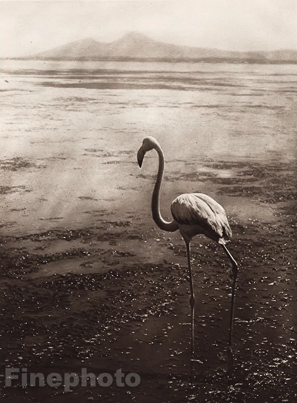 1924 年原版北非突尼斯火烈鸟 LEHNERT & LANDROCK 照片艺术 — 第 1/1 张图片