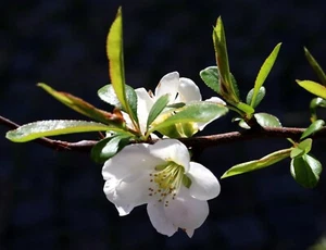Weiße Zierquitte Quittenstrauch Quitte Chaenomeles - Nivalis 30-40 cm im Topf - Bild 1 von 3