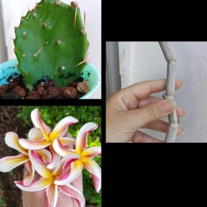 Plumeria 2, Ceropegia Y Opuntia - Foto 1 di 5