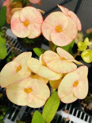 Crown of Thorns - Image 1 of 4