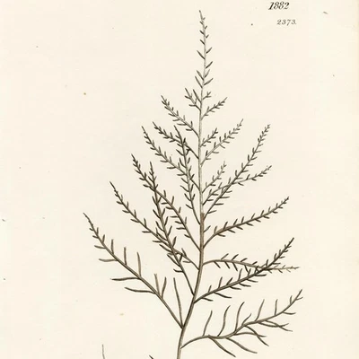 JAMES SOWERBY SEAWEEDS 1808, grabado en placa de cobre coloreado a mano, n.º 1882 (2373) Foto 1 de 4