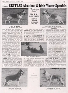 DEUTSCHER SCHSCHÄFERHUND UNSER HUND 1949 HUNDESRASSE ZWINGER WERBUNG DRUCK SEITE BRITTAS KENNEL - Bild 1 von 1