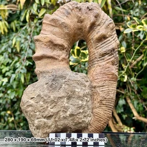 RAR: 11" Audouliceras kaliae Heteromorph Fossil Ammonit - Barremian, - Bild 1 von 4