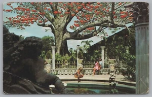 The Kapok Tree, Brought From India, Clearwater, Florida, USA, Vintage Post Card - Picture 1 of 2
