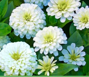 ZINNIA POLAR BEAR FLOWER SEEDS NONGMO FRESH HARVEST FREE SHIPPING - Picture 1 of 2
