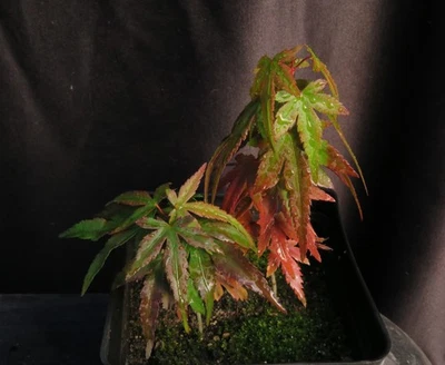 2 Seed Grown Acer Palmatum 'Mikawa Yatsubusa' Japanese Maple Tree Seedlings 5" - Image 1 of 3