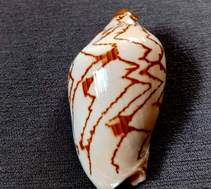 Cymbiola nobilis 75 mm F+++/GEM ,nice ZIGZAG pattern  collection WOW!!! - Picture 1 of 7