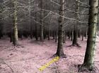 Photo 6x4 Forestry plantation Dunning Dense forestry near Wester Gatherle c2012