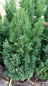 Blaue Kegelzypresse 'Ellwoodii' - Bild 1 von 1