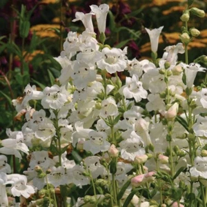 Penstemon 'Wedding Day' x 3 Perennial Plug Plants - Picture 1 of 5