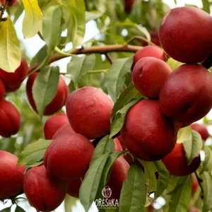 Prunus persica var. nucipersica. Bald peach seeds. SEEDS 5 PCS. - Picture 1 of 7