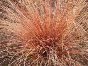 Gras Carex Buchananii roter Hahn Staude XXL Supersize Stecker Pflanzen Pack x3