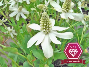 Scheinanemone - Anemopsis californica Wasserpflanzen Sumpfpflanze Winterhart - Bild 1 von 4