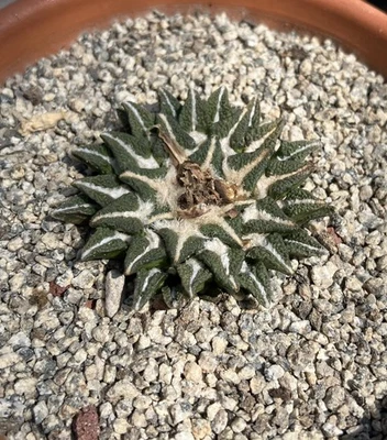 Ariocarpus Kotschoubeyanus Elephantidens - Image 1 of 3