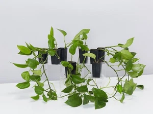 Green Jade Pothos Plant Box - Picture 1 of 6
