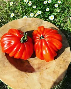 Ochsenherz Tomate Coeur de Boeuf 10 Samen bis 500 Gramm große Tomaten - Bild 1 von 5