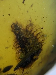Fossil amber Insect Burmese burmite Cretaceous Rare Insect Myanmar 36/26/10 mm - Picture 1 of 8