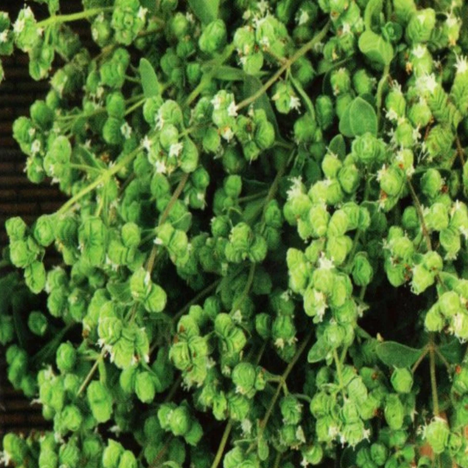 Majoran Samen Origanum majorana Kräuter 900 Samen Nr.116 - Bild 1 von 1