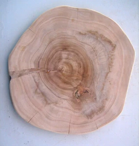 Baumscheibe - Bild 1 von 1