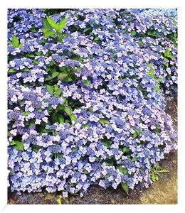 Winterharte Zwerg-Hortensien 'Koreana', Hydrangea marcrophylla, 2 Pflanze - Bild 1 von 3