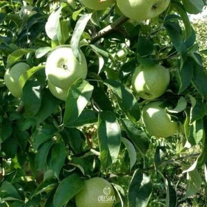 Apple tree Semerenko 15+ PCS fresh seeds. Fruit seeds organic non-GMO - Picture 1 of 8